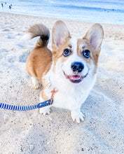 "Stripe Squad" City Leash