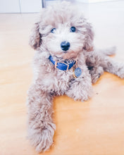 "Stripe Squad" City Collar